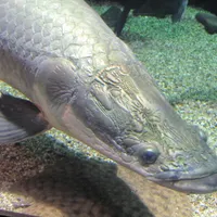 Mr. Fish