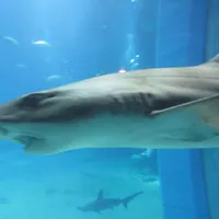 Mr. Shark