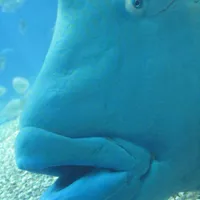 Mrs. Fish