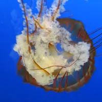 Mr. Jellyfish
