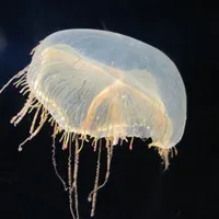 Uncle Jellyfish