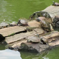 Schildkröten