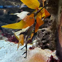 Im Aquarium