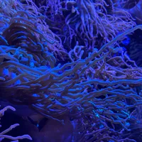 Im Aquarium