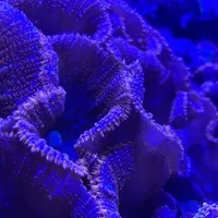 Im Aquarium